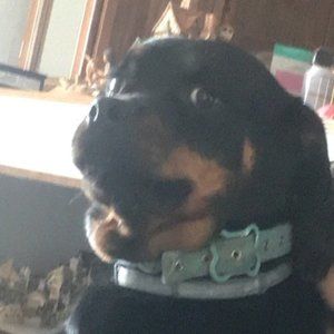 Meet your Posher, Dani